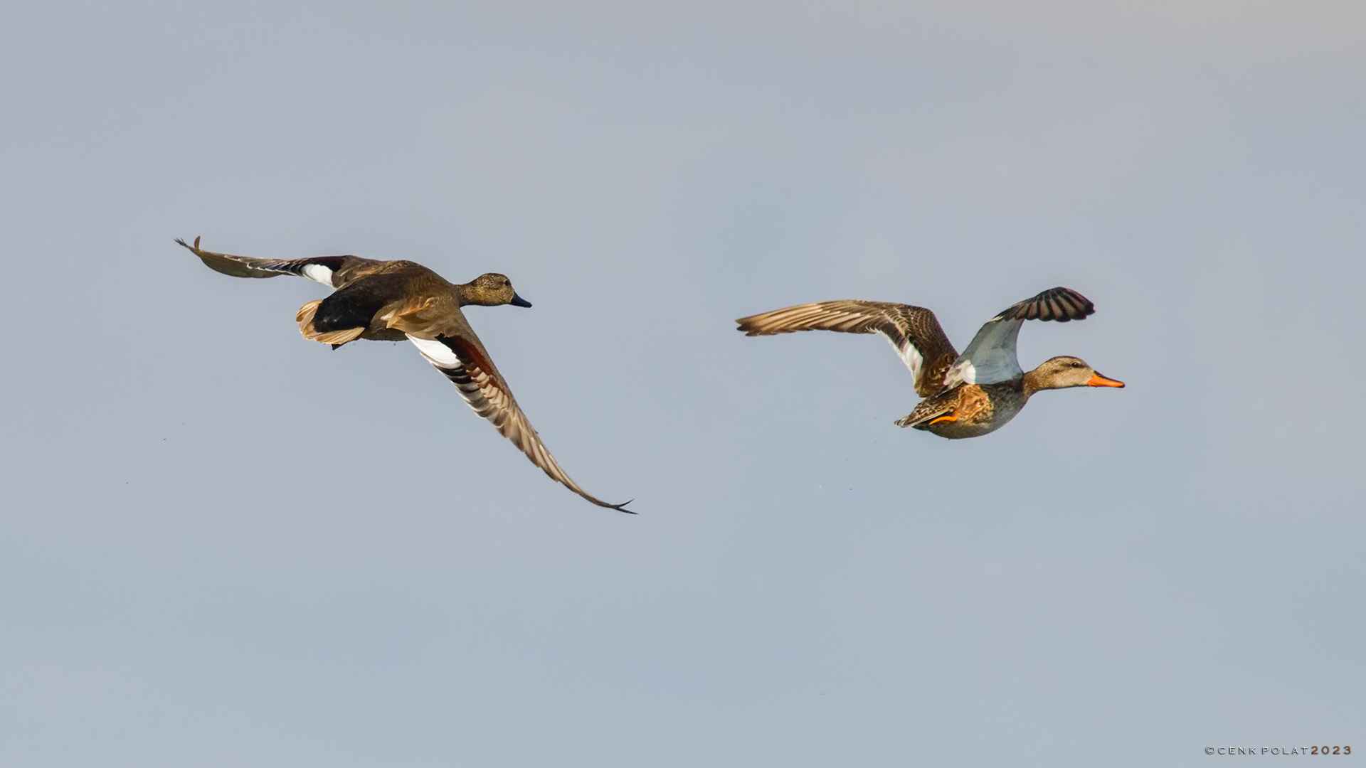 Gadwall